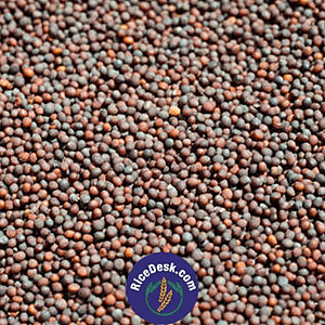 Aavalu | Mustard Seeds