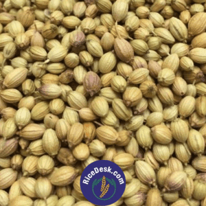 Dhaniyalu | Coriander Seeds Dhaniyalu | Coriander Seeds