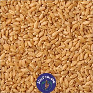 Wheat (Sharbati) | Godhumalu
