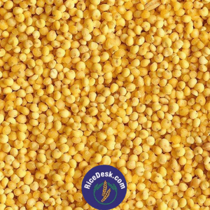 Yellow Jowar | Pachha Jonnalu : 1kg